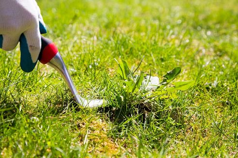 Cara Membasmi Rumput Liar di Halaman Rumah dengan Bahan Alami