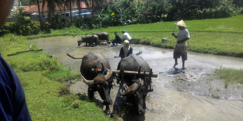 Ada kegiatan membajak sawah yang bisa dinikmati di Desa Banjarasri, Kalibawang, Kulon Progo, DI Yogyakarta. Ini merupakan salah satu kegiatan outbound di destinasi Dolandeso.