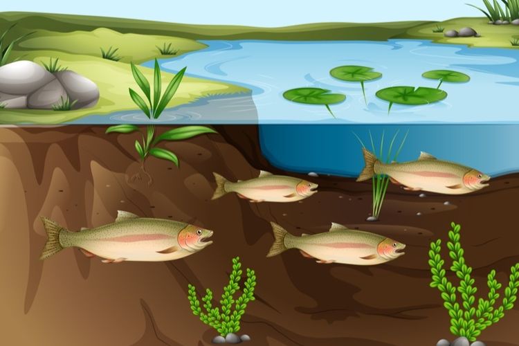 Manfaat tumbuhan air dalam akuarium bagi komponen biotik lain adalah