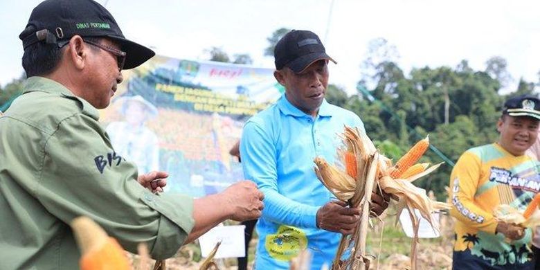 Bupati Bulungan Syarwani saat menghadiri panen jagung perdana Poktan Sesamba Desa Pimping, Selasa (23/7/2024).