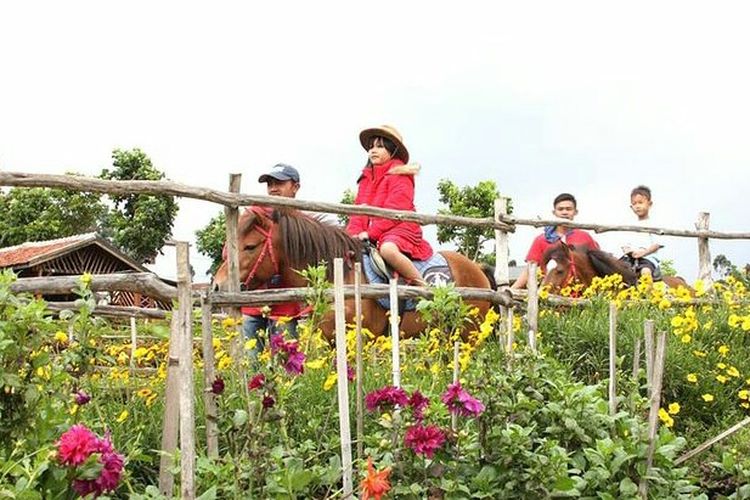 Wisata Naik Kuda di Happy Farm Ciwidey Bandung