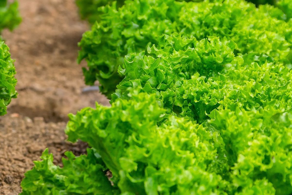 Ilustrasi tanaman selada, menanam selada. 