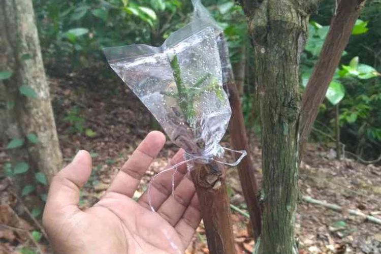 Selesai proses grafting kopi di kebun