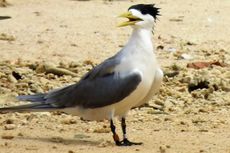 Burung Dara Cina Terpantau Bermigrasi ke Pulau Seram 