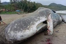 Bangkai Paus dengan Mulut Terluka Terdampar di Pantai Buru Selatan