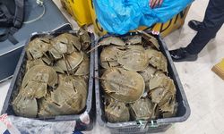 Belangkas Terancam Punah karena Rusaknya Habitat hingga Eksploitasi Telur