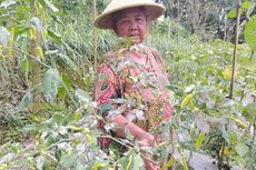 517 Hektare Lahan Pertanian di Magelang Terdampak Abu Vulkanik Gunung Merapi
