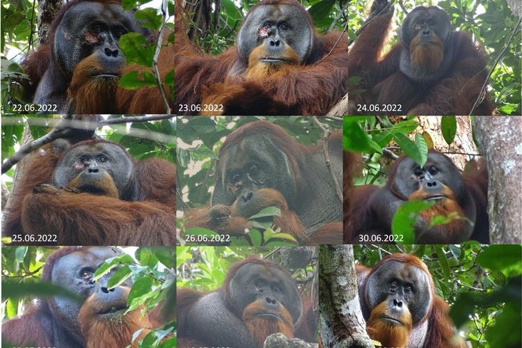 Kolase foto yang menunjukkan proses penyembuhan luka pada seekor orangutan bernama Rakus. Rakus mengunyah lalu mengoleskan daun Fibraurea tinctoria ke luka di wajahnya pada 25 Juni 2022. Pada 26 Juni 2022, dia kembali terlihat sedang memakan daun Fibraurea tinctoria. Pada 30 Juni 2022, lukanya telah tertutup dan pada 25 Agustus 2022 lukanya hampir tidak terlihat lagi.