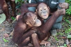 Bertemu Orangutan Perlu 