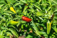 Kisah Cabai Fish Pepper yang Hampir Punah, Mutasi dari Cabai Rawit