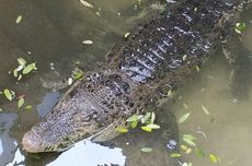 Apa Saja Makanan Buaya?