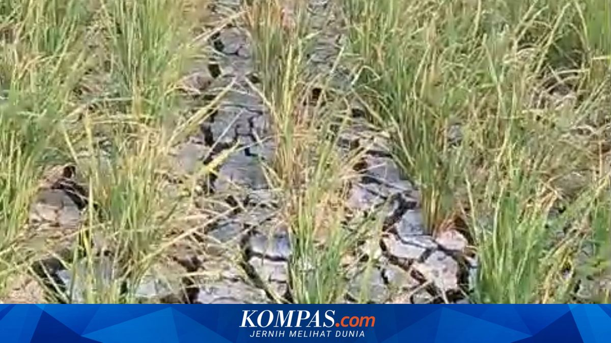 Tanah Retak-retak Kekeringan, Ratusan Hektar Sawah di Pantura Subang Dipastikan Gagal Panen