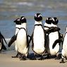 Banyak Penguin Mati karena Flu Burung di Afrika Selatan