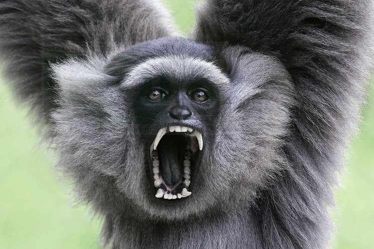 Owa Jawa menjadi salah satu fauna langka dan dilindungi di Taman Nasional Gunung Gede Pangrango.