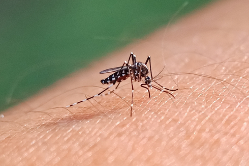 Peneliti: Nyamuk Wolbachia Tidak Sebabkan Japanese Encephalitis