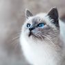 10 Fakta Menarik soal Kucing yang Wajib Diketahui Cat Lovers