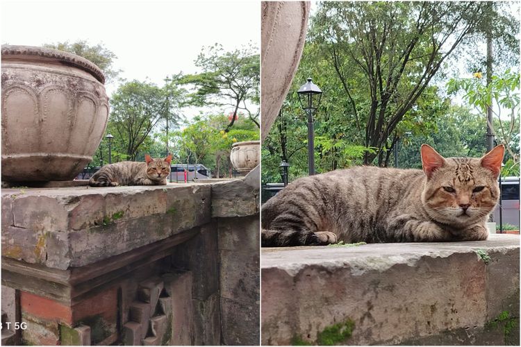 Hasil foto kamera 108 MP mode High-Res di Oppo Reno 8T 5G ketika memotret hewan kucing di sekitar TMII, Jakarta Timur, Kamis (26/1/2023). Bisa dilihat, obyek kucing di sebelah kanan, sebagai hasil pembesaran atau crop 100 persen gambar di sebelah kiri, bisa dilihat dengan cukup baik. Detail bulu dan ekspresi kucing di gambar sebelah kanan pun tampak terlihat lebih jelas dari gambar di sebelah kiri.