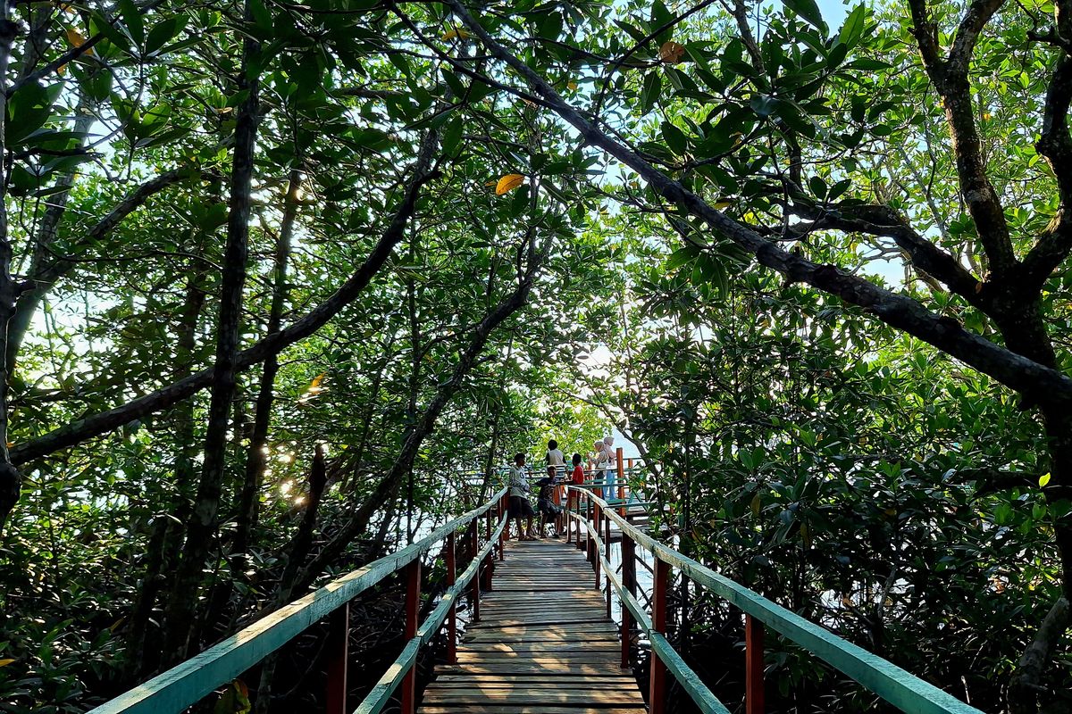 Program rehabilitasi mangrove PT Vale Indonesia di pesisir Malili menjadi benteng alami ekosistem pesisir dan tempat edukasi lingkungan bagi warga.