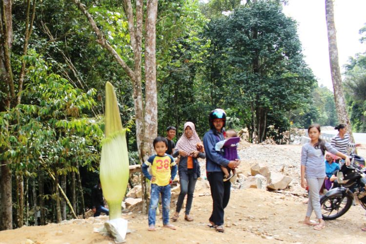 Kuntum Bunga Bangkai dipindahkan ke tepi jalan baru jalur Poriaha-Rampa, Kecamatan Tapiannauli, Kabupaten Tapanuli Tengah, Sumatera Utara