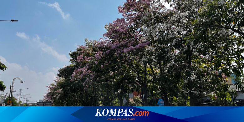 Bunga Tabebuya Mulai Mekar di Surabaya, Memperindah Pemandangan Kota