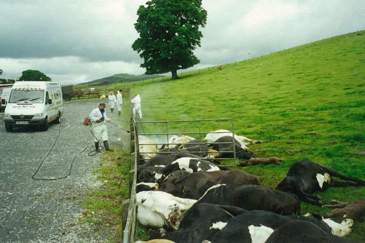 Pada tahun 2001, ternak yang dimusnahkan dengan penyakit mulut dan kuku disemprot dengan desinfektan untuk menghentikan penyebaran.