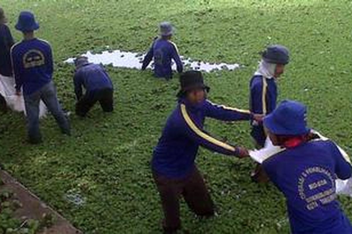Para petugas dari Dinas PU Kota Tangerang, Rabu (7/11/2012), melakukan pembersihan eceng gondok di Situ Cipondoh, Tangerang.