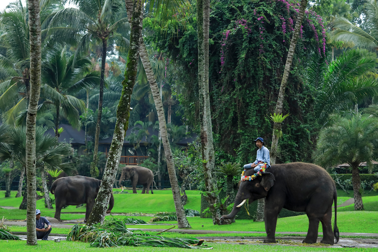 Elephant Safari Park Ubud