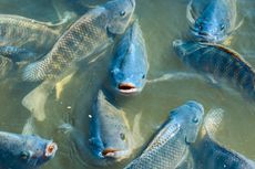 7 Tips Budidaya Ikan Nila agar Cepat Panen dan Raup Untung