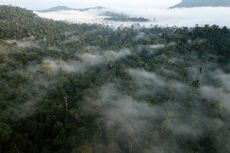 Kerusakan Hutan Aceh Capai 15 Ribu Hektar Tahun 2018