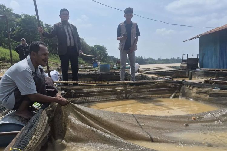 Puluhan Ton Ikan Mati di Jambi, Diduga Sungai Batanghari Tercemar, Petani Keramba Merugi