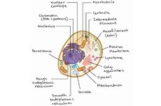 6 Fungsi Badan Golgi