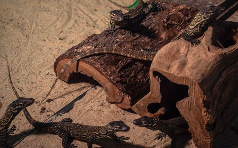 Indonesian Zoo Breeds Dozens of Endangered Baby Komodo Dragons