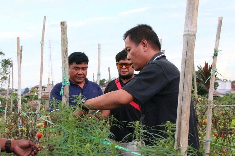 Pengambilan barang bukti ganja yang di tanam pelaku NG(53) di ladang miliknya, di Desa Semangat, Kecamatan Merdeka, Kabupaten Karo, Sumatera Utara