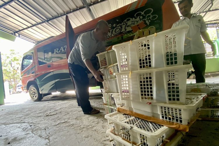 Ribuan burung liar yang diselamatkan dari penyelundupan di Lampung, Rabu (27/9/2023) pagi.