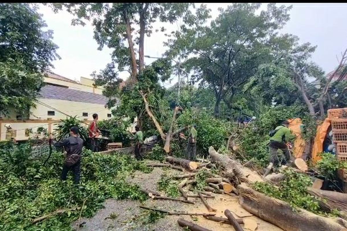 Hujan deras disertai angin kencang mengakibatkan 22 pohon di Jakarta Pusat tumbang dan sempal pada Rabu (23/3/2022).
