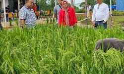 'Food Estate' Gagal, Pemerintah Diminta Belajar ke Rutan Tanjungpinang