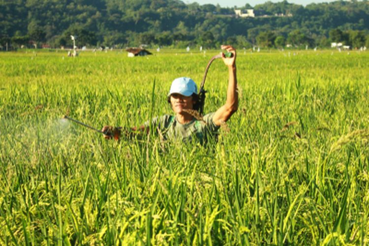 Ilustrasi petani sedang mengaplikasikan pestisida nabati pada tanaman padi