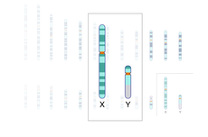 Perbedaan Kromosom X dan Y