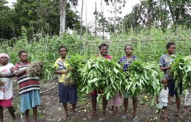Sejumlah warga di Papua melakukan kegiatan berkebun massal untuk mencukupi kebutuhan pangan secara mandiri. 