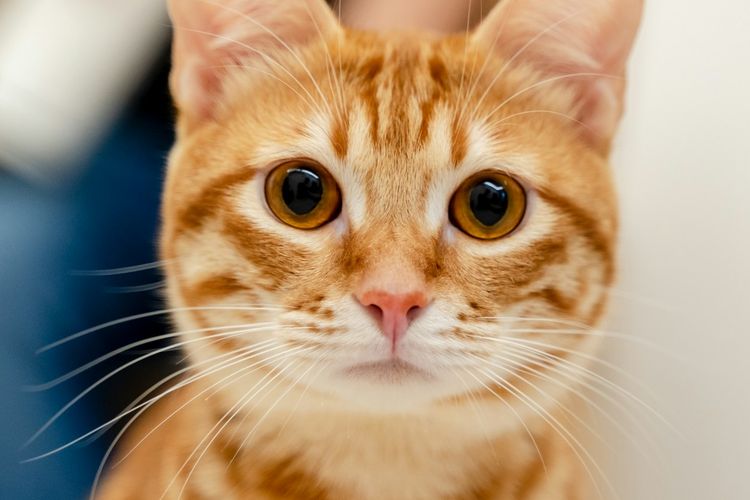 Ilustrasi kucing oren, Ilustrasi kumis kucing.