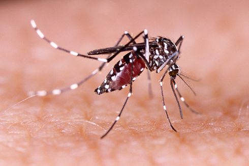 Dari Data Sinar-X, Ilmuwan Jelaskan Senyawa Alami ini Bunuh Nyamuk