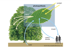 Manfaat Proses Fotosintesis bagi Makhluk Hidup Lain