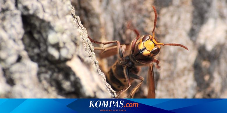 Melihat Proses Pembasmian Sarang Tawon Pembunuh Pertama Di As Halaman All Kompas Com