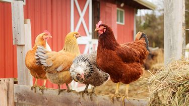 [HOAKS] Tautan Pendaftaran Program Bantuan Bibit Ayam 2026