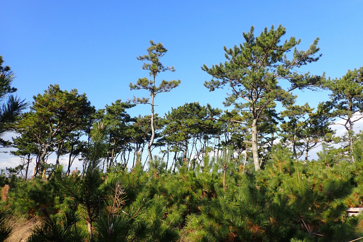 Pohon pinus hitam Jepang (Pinus thunbergii) yang ditanam di pesisir Jepang