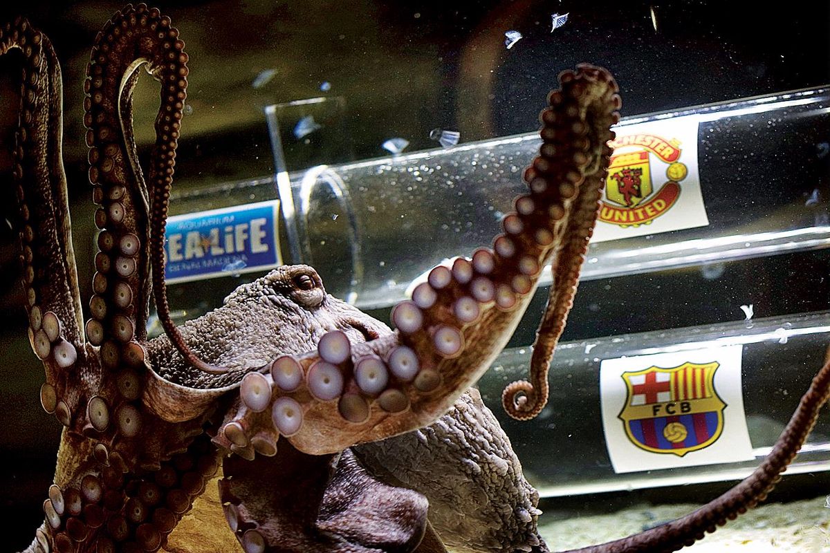 Iker, seekor gurita peramal, melihat kotak yang bergambar lambang Manchester United dan Barcelona di SeaLife Aquarium, Malaga, Spanyol, Kamis (26/5). Iker meramalkan Manchester United akan menjuarai Liga Champions yang akan berlangsung akhir pekan ini.