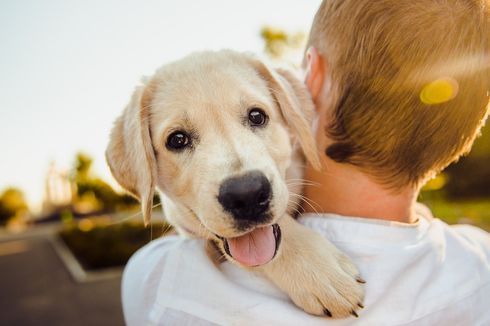 Penjelasan Dokter Hewan Tentang Perilaku Anjing Menjilati Pemiliknya