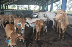 Kementan Bantah Banyak Sapi Indukan Mati dan Malnutrisi