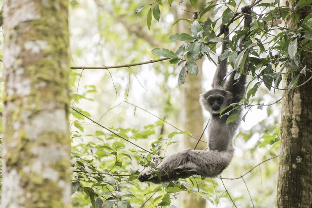 Seekor Owa Jawa (Hylobates moloch) bernama Ucup (delapan tahun) bergelantungan setelah dilepasliarkan di Kawasan Cagar Alam Gunung Tilu, Kabupaten Bandung, Jawa Barat, Kamis (5/10/2017). Balai Besar Konservasi Sumber Daya Alam (BBKSDA) Jawa Barat bekerja sama dengan The Aspinal Foundation Indonesia Program melepasliarkan dua pasang Owa Jawa yaitu, dua Owa jantan bernama Ucup dan Iwa (3 tahun) serta dua betina bernama Desi (6 tahun) dan Amoy (2,5 tahun).