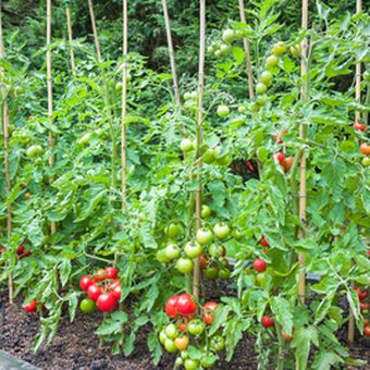 Ilustrasi ajir pada tanaman tomat